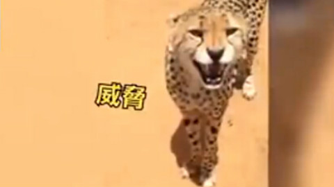 你听过猎豹的吼声么……真的很吓人!